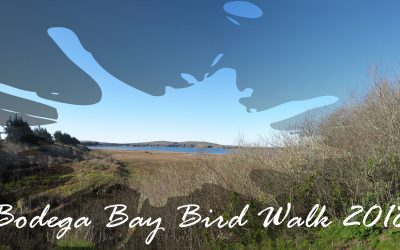 Bird Walk 1-28-18