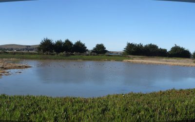 Bodega Bay Bird Walk January 2018